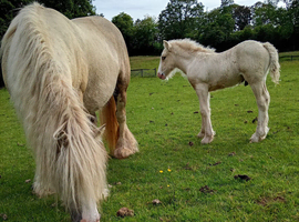 Palamino colt foal