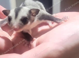 Rare WF Blonde Sugar Glider Joey - Gorgeous High-Contrast Markings