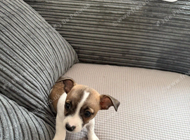 Chihuahua pup for sale