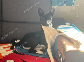 SEEKING A FEMALE BASENJI FOR A PLANNED MATCH!
