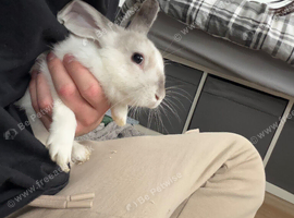 Rabbit for sale in hull