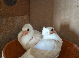 Young german owls