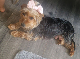 Yorkshire terrier pups