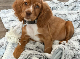 Beautiful pup female gold cocker spaniel