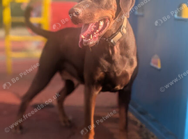 Rehoming a Female Doberman