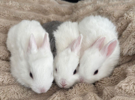 Mini Rex cross bunnies
