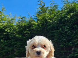 Cavapoochon Puppies