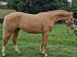 Palomino broodmare