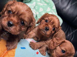 KC Cavalier King Charles Ruby Pups HEALTH TESTED