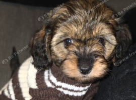 Cavapoo pup