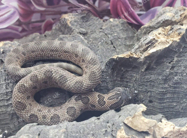 Western hognose babies CB26 from &pound;160
