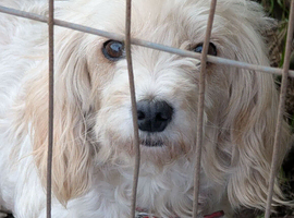 Poodle x female 5 years old