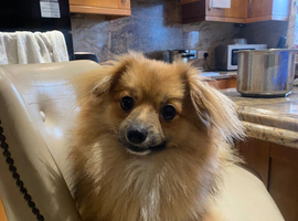 Looking to sell or rehome my 8months old Pomeranian.