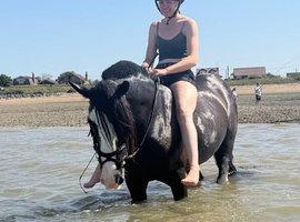 Perfect 14.1h 8 year old riding school cob