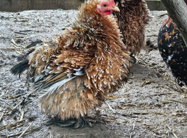 'Mini Mix' Hatching Eggs x6. (Small breeds)