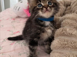 beautiful ragdoll mix kittens