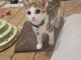 Kittens
