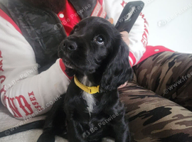 Beautiful female cocker called evie