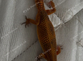 2 leopard geckos male & female
