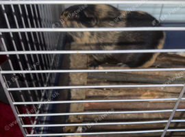 Male guinea pigs