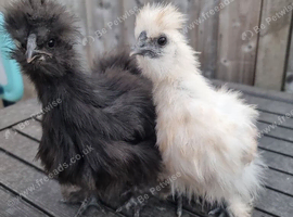 2 bearded silkie chicks available