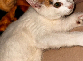 Adorable kitten