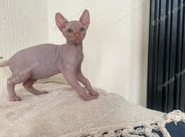 Canadian Sphynx kittens
