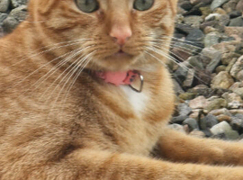 Beautiful 3 year old