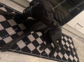 Pup in need of a home