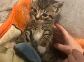 BEAUTIFUL KITTENS SEEKING THEIR LOVING HOMES