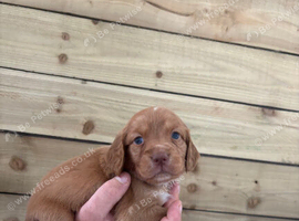 Cockapoo