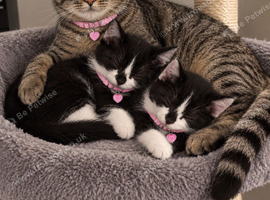 Delilah and violet
