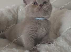 3 Gorgeous BSH kittens READY NOW