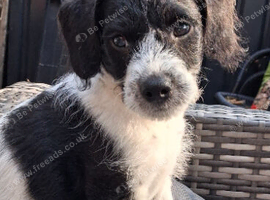 Miniature poodle cross chihuahua