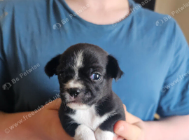 Chihuahua puppies