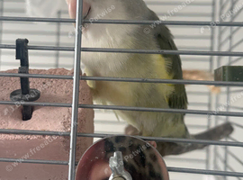Love bird