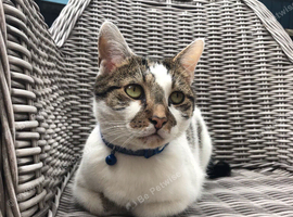 Rehome Adult Cat