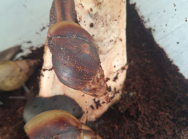 8 african land snails 3 inches