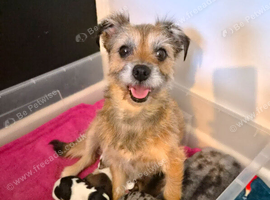 Jack russell puppies