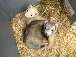 Baby Kits For Sale