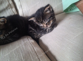 Beautiful kitten