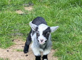 Registered Female Pygmy Goat Kid