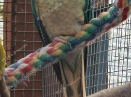 Turquoise Opaline Green Cheeked Conure