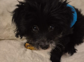 TOY POODLE CROSS