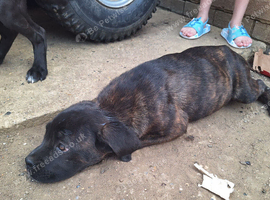 Mastiff mix