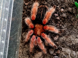 3 x Tarantulas