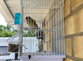 Goldfinch mule