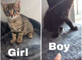 kitten