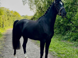 KWPN &bull; Black &bull; Gelding &bull; 4 years &bull; 16.2 hands