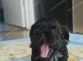 5 Imperial Puppies